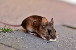 A detailed close-up photo of a brown house mouse eating on the pavement, showcasing wildlife in urban settings.