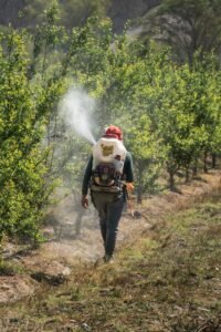 A farmer tending to an orchard in Palpa, Peru, using a backpack sprayer to treat trees.