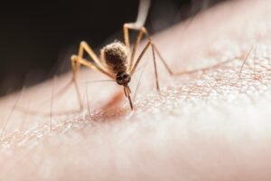 Macro shot capturing a mosquito piercing skin with its proboscis, highlighting its role as a pest.