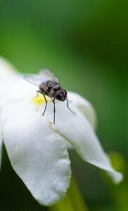 Close-up of a housefly on a white flower, showcasing insect macro photography.
