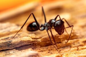 Detailed close-up of a black ant on wood, showcasing its textures and form in a natural setting.