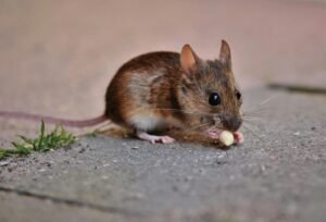 Charming little mouse on pavement with a nut, showcasing its cute, wild nature.
