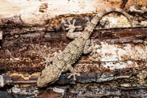 Detailed macro image of a Tarentola Mauritanica on tree bark in Valencia, Spain.