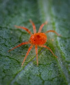 Macro image of a red spider mite crawling on a green leaf surface, highlighting its details.